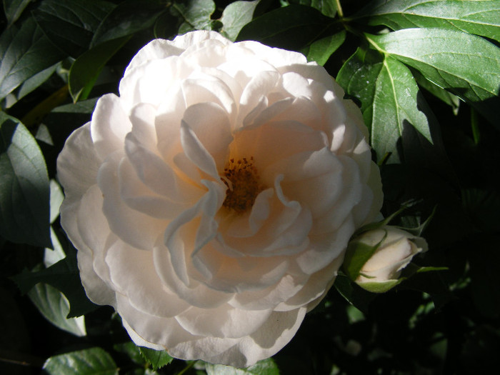 Miss Dior; Tr.de parc Harkness 1998,floare medie-mare,40petale,parfum mediu-puternic(6-7 din 10)h1,2m

