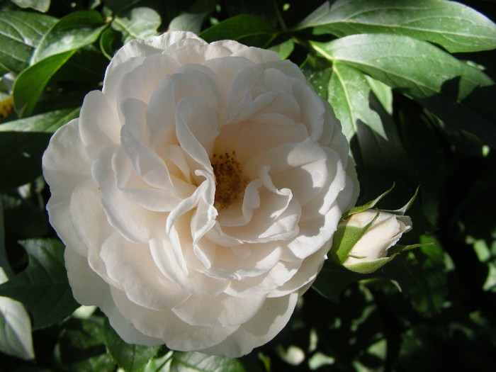 Miss Dior; Tr.de parc Harkness 1998,floare medie-mare,40petale,parfum mediu-puternic(6-7 din 10)h1,2m
