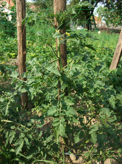 Picture 058 - Gradina de legume