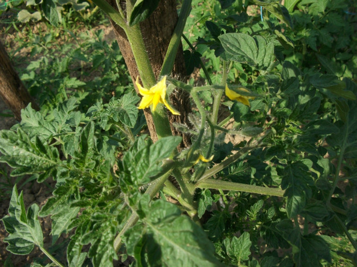 Picture 059 - Gradina de legume