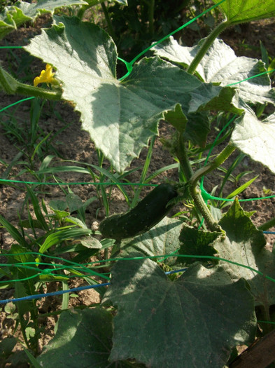 castravete - Gradina de legume