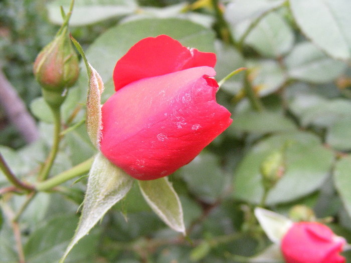 L.D.Braithwaithe; Tr.de parc,David Austin 1988,floare mare,parfum puternic(7din10)h1-1,85m
