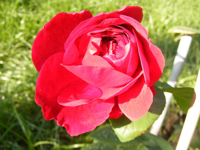 L.D.Braithwaithe; Tr.de parc,David Austin 1988,floare mare,parfum puternic(7din10)h1-1,85m
