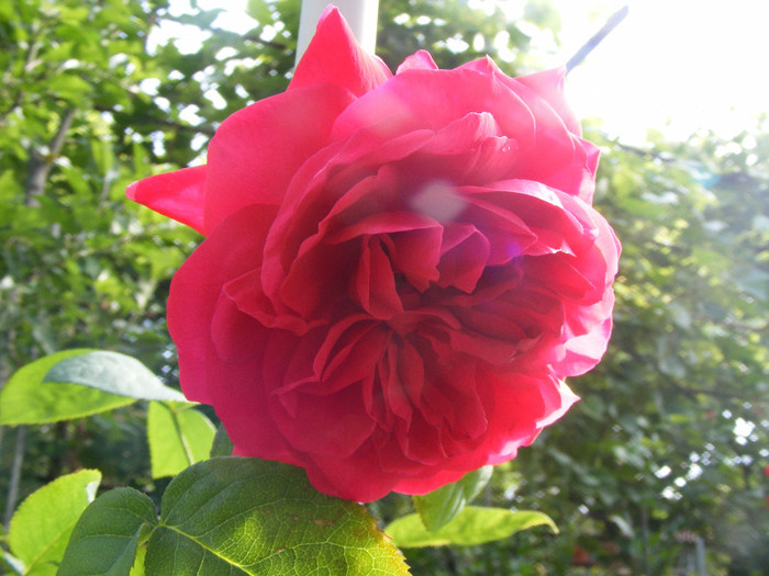 L.D.Braithwaithe; Tr.de parc,David Austin 1988,floare mare,parfum puternic(7din10)h1-1,85m
