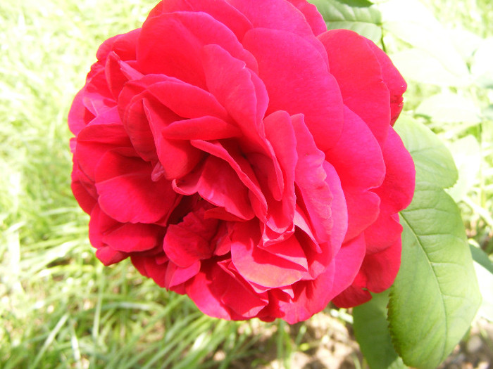 L.D.Braithwaithe; Tr.de parc,David Austin 1988,floare mare,parfum puternic(7din10)h1-1,85m
