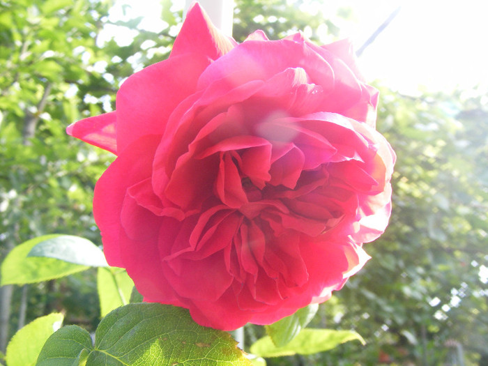 L.D.Braithwaithe; Tr.de parc,David Austin 1988,floare mare,parfum puternic(7din10)h1-1,85m
