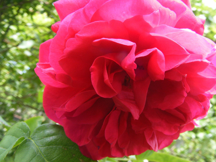 L.D.Braithwaithe; Tr.de parc,David Austin 1988,floare mare,parfum puternic(7din10)h1-1,85m
