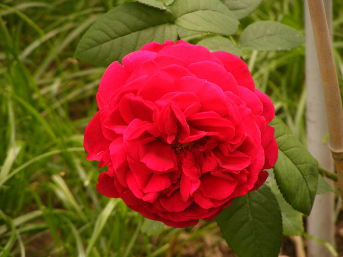 L.D.Braithwaithe; Tr.de parc,David Austin 1988,floare mare,parfum puternic(7din10)h1-1,85m
