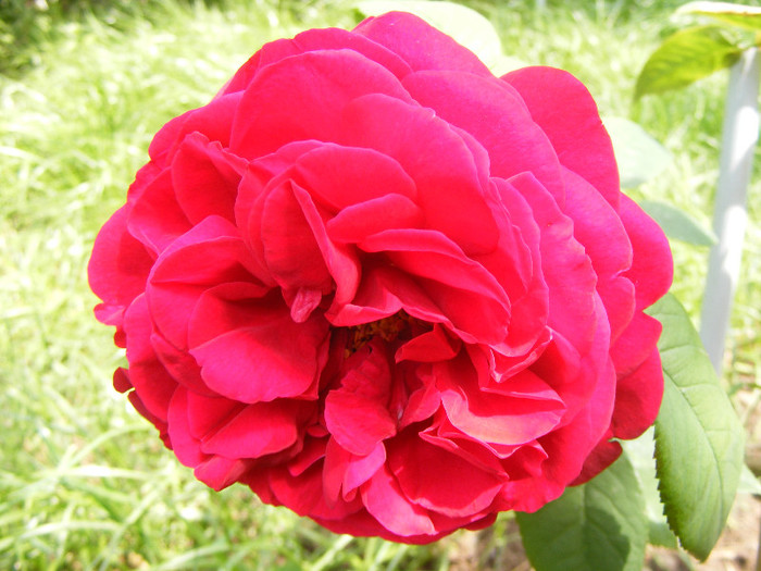 L.D.Braithwaithe; Tr.de parc,David Austin 1988,floare mare,parfum puternic(7din10)h1-1,85m
