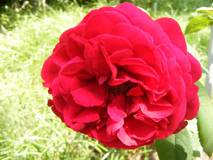 L.D.Braithwaithe; Tr.de parc,David Austin 1988,floare mare,parfum puternic(7din10)h1-1,85m
