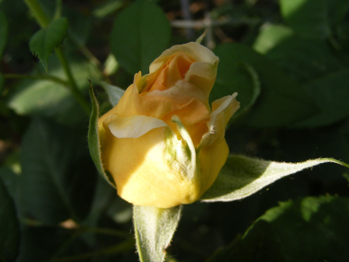 Golden Silk; Th.floare mare,38petale,parfum intens(8-9 din 10 puncte)h0,8-1,2m
