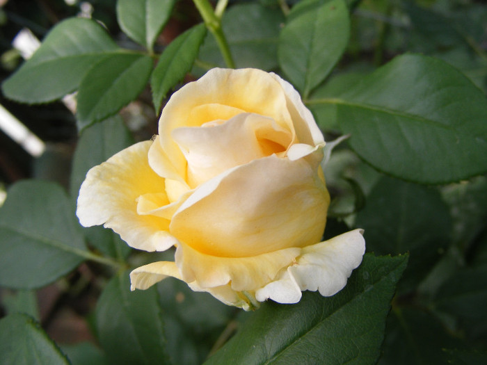 Golden Silk; Th.floare mare,38petale,parfum intens(8-9 din 10 puncte)h0,8-1,2m

