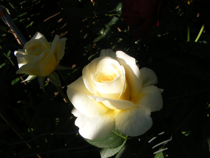 Golden Silk; Th.floare mare,38petale,parfum intens(8-9 din 10 puncte)h0,8-1,2m
