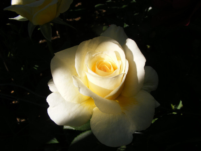 Golden Silk; Th.floare mare,38petale,parfum intens(8-9 din 10 puncte)h0,8-1,2m
