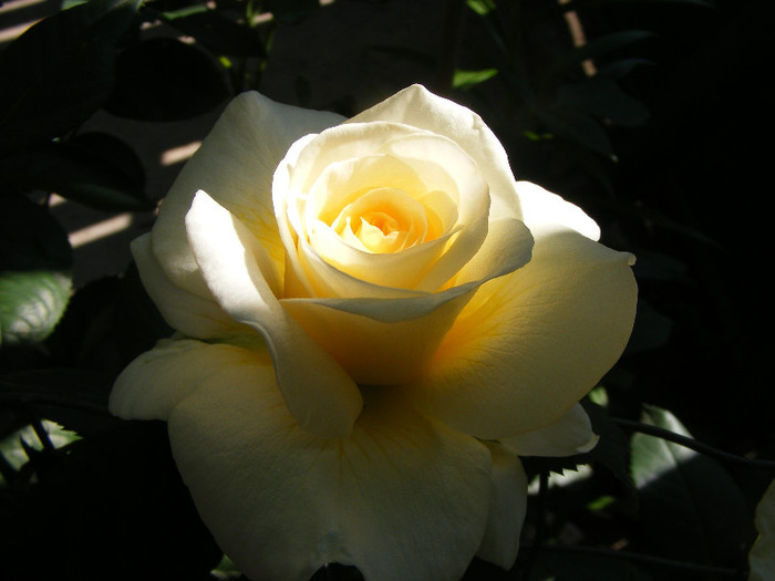 Golden Silk; Th.floare mare,38petale,parfum intens(8-9 din 10 puncte)h0,8-1,2m
