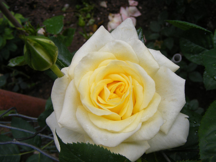 Golden Silk; Th.floare mare,38petale,parfum intens(8-9 din 10 puncte)h0,8-1,2m
