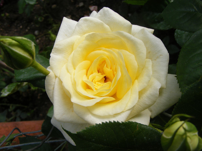Golden Silk; Th.floare mare,38petale,parfum intens(8-9 din 10 puncte)h0,8-1,2m
