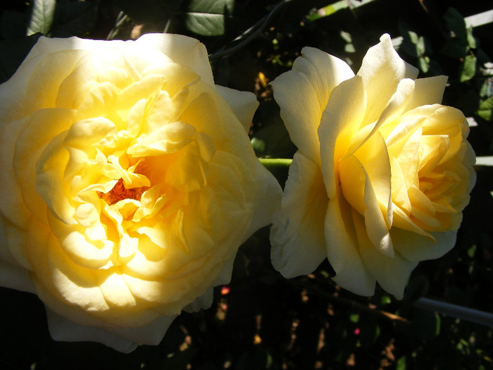 Golden Silk; Th.floare mare,38petale,parfum intens(8-9 din 10 puncte)h0,8-1,2m

