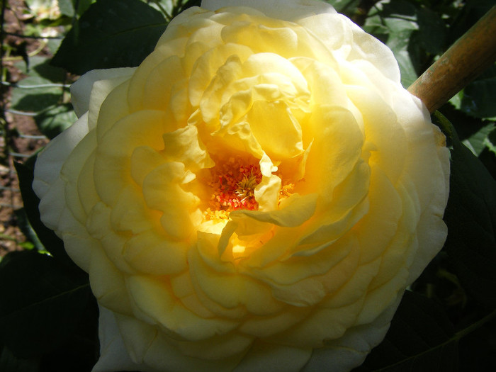 Golden Silk; Th.floare mare,38petale,parfum intens(8-9 din 10 puncte)h0,8-1,2m
