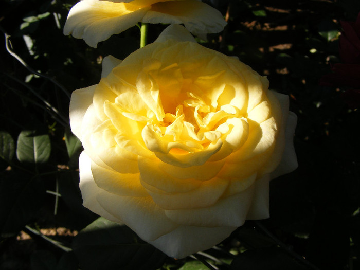 Golden Silk; Th.floare mare,38petale,parfum intens(8-9 din 10 puncte)h0,8-1,2m
