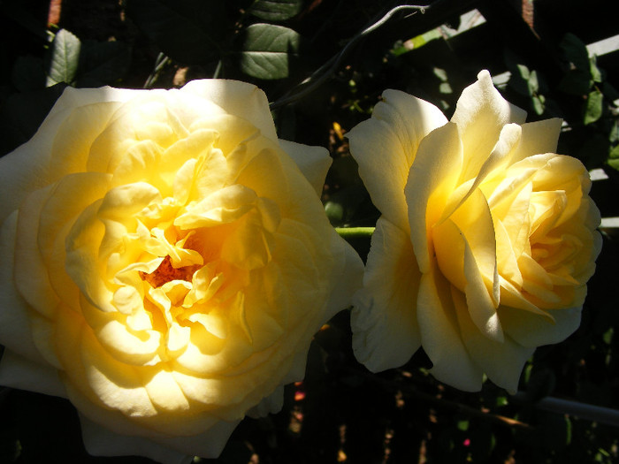 Golden Silk; Th.floare mare,38petale,parfum intens(8-9 din 10 puncte)h0,8-1,2m
