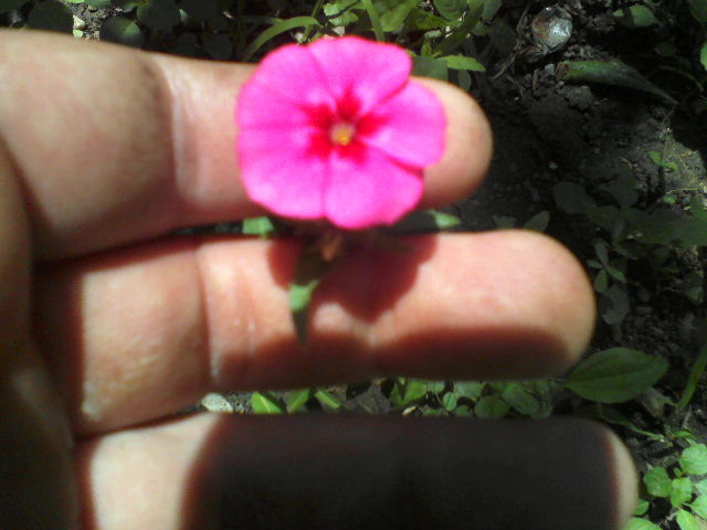 se pare k aproape toate florile ce le seman imi ies roz!!:))