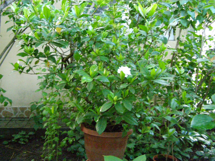 Gardenia