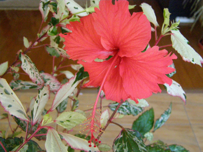 Surinam - Flori de interior  2012