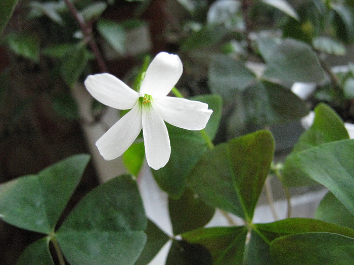 Alb, prima floricica; De la Moncuta-darnicuta (mikamo, pe sunphoto)
