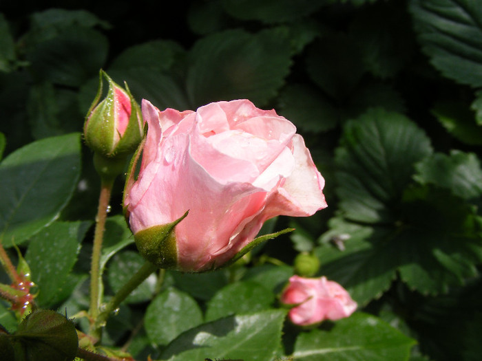 Octavia Hill