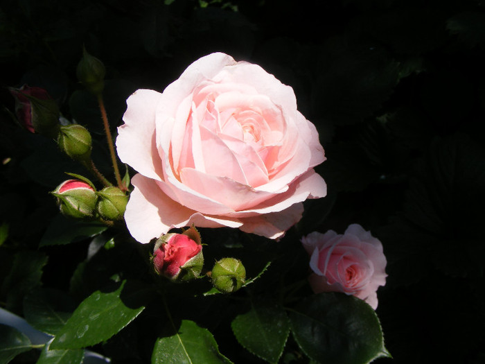 Octavia Hill