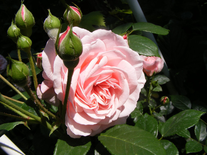 Octavia Hill