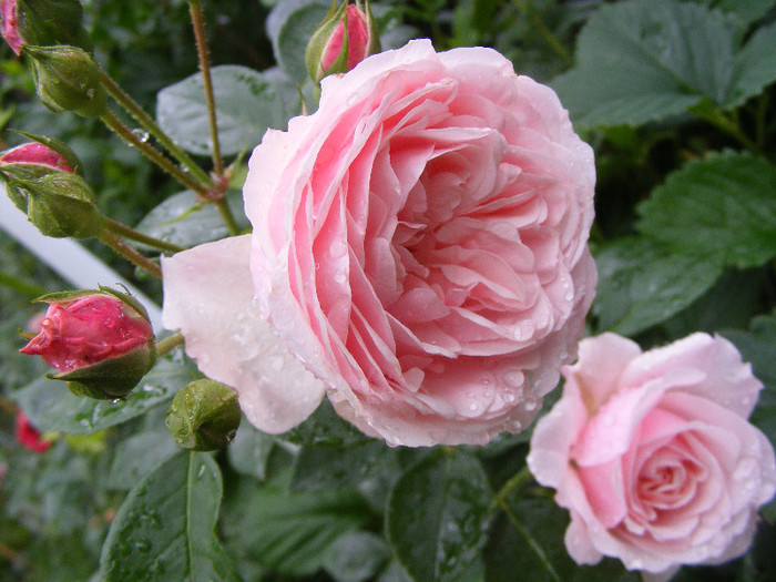 Octavia Hill