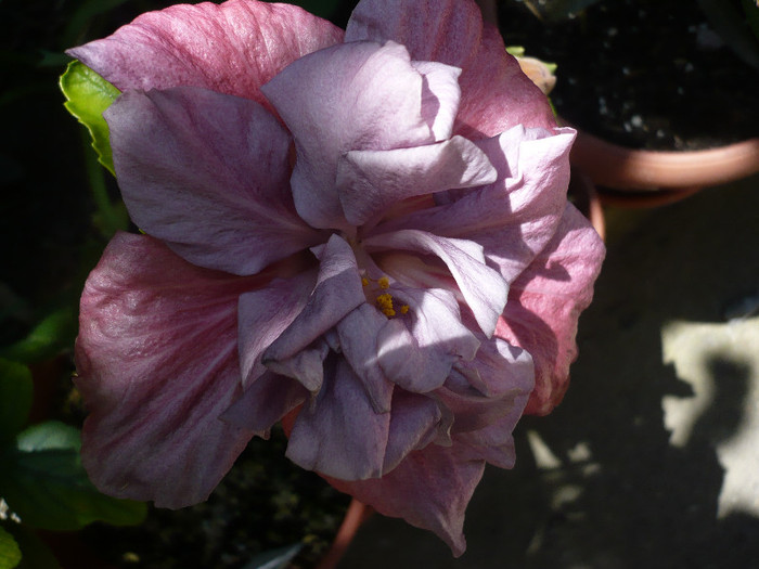 P1140354 - HIBISCUSI 2012-1