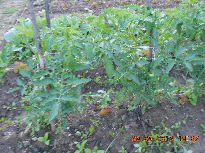 DSCN3471 - Tomate 2012