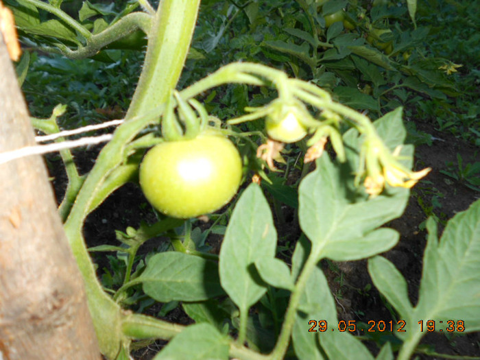 DSCN3472 - Tomate 2012
