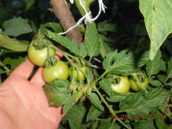 DSCN3473 - Tomate 2012