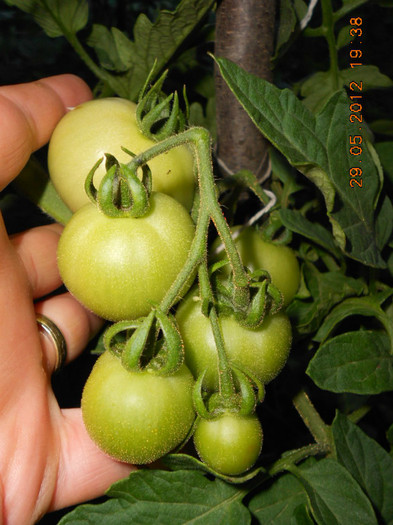 DSCN3475 - Tomate 2012