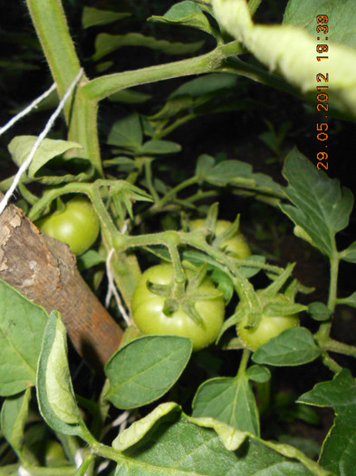DSCN3476 - Tomate 2012