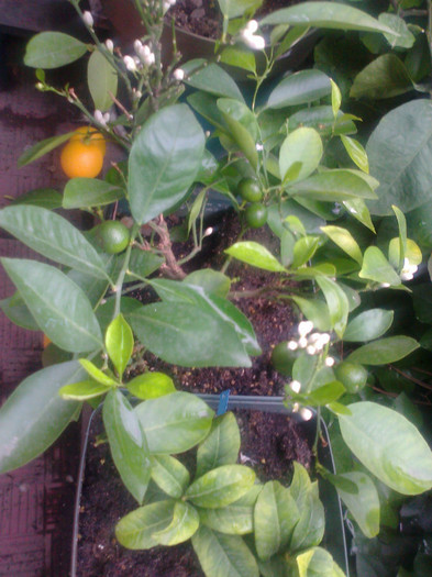 calamondin