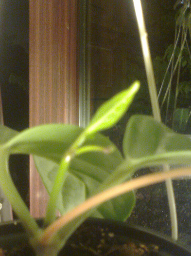 lasiantha cu peduncul