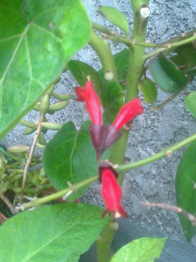 aeschynanthus