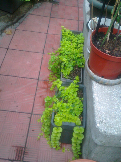 Fotografie0729 - 0 gradina mea 2012