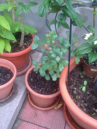 roscov - 0 gradina mea 2012