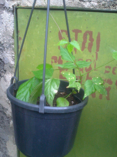 snail creeper - 0 gradina mea 2012