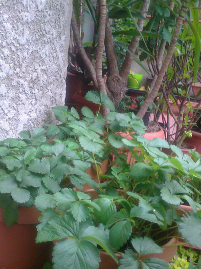 capsuni la ghiveci - 0 gradina mea 2012