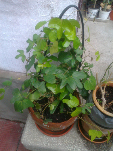 aristolochia kewensis - 0 gradina mea 2012