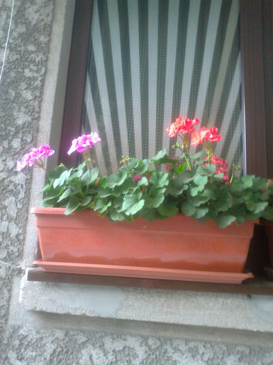 Fotografie0737 - 0 gradina mea 2012