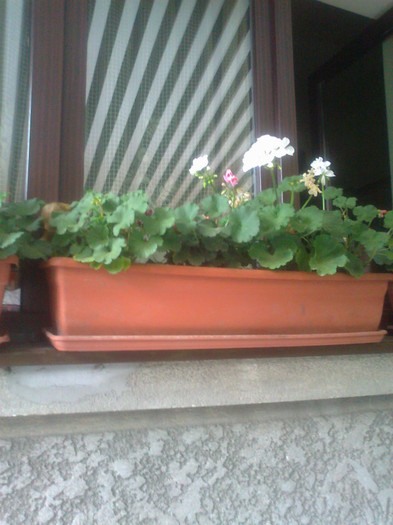 Fotografie0738 - 0 gradina mea 2012