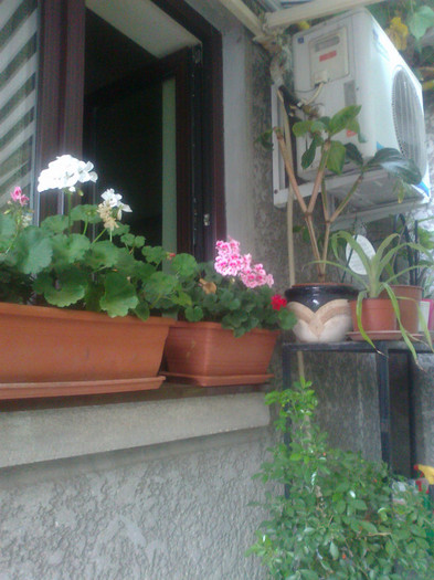 Fotografie0739 - 0 gradina mea 2012